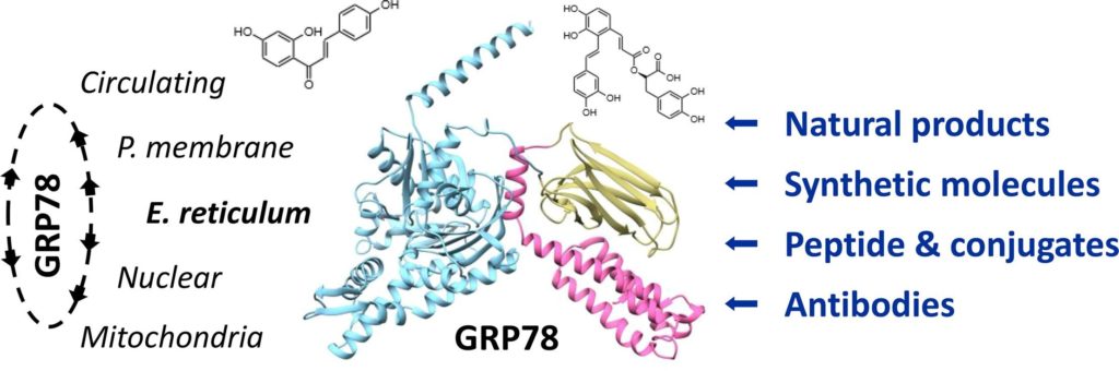  Bailly C & Waring MJ. Pharmacological effectors of GRP78 chaperone in cancers. Biochem Pharmacol. 2019, 163:269-278.