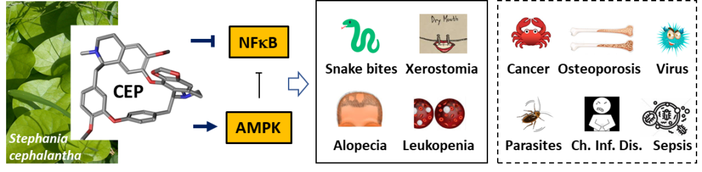 Bailly C. Cepharanthine: an update of its mode of action, pharmacological properties and medical applications PhytoMedicine 2019, in press.