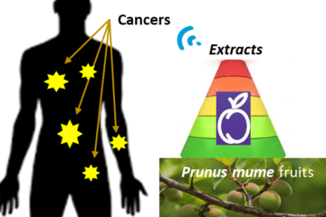 Prunus