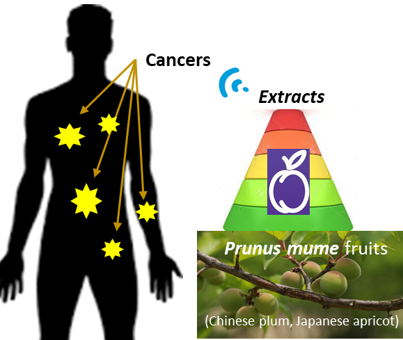 prunus