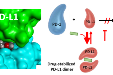 Protein homodimer sequestration with small molecules: focus on PD-L1