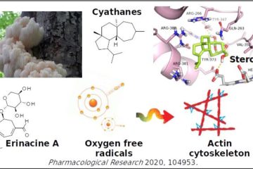 Erinacine A and related diterpenoids