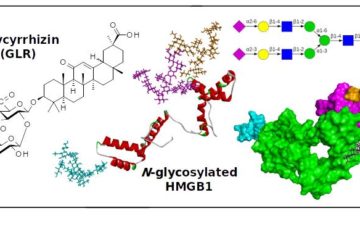 A rare example of drug-protein recognition affected by protein N-glycosylation