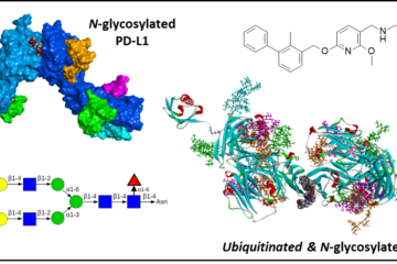 The full N-glycosylation of PD-L1 and its impact on drug-protein recognition