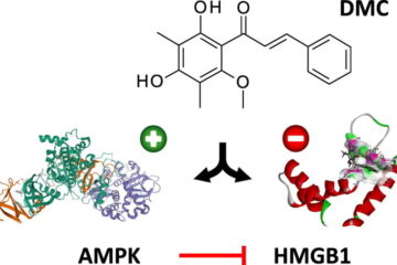 AMPK-HMGB1