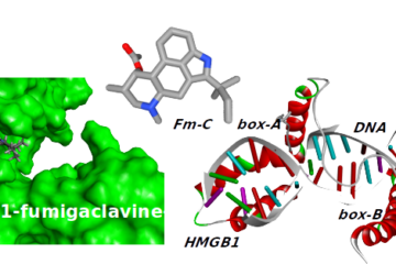 Interaction of fumigaclavine C with High Mobility Group Box 1 protein (HMGB1) and its DNA complex: A computational approach