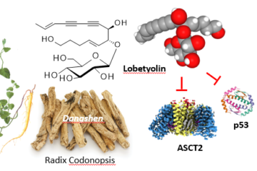 Anticancer Properties of Lobetyolin, an Essential Component of Radix Codonopsis